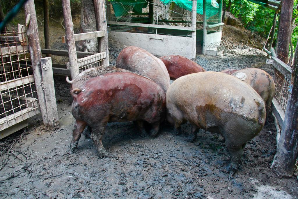Agriturismo Biologico Villa Rosa Monte Guiduccio エクステリア 写真