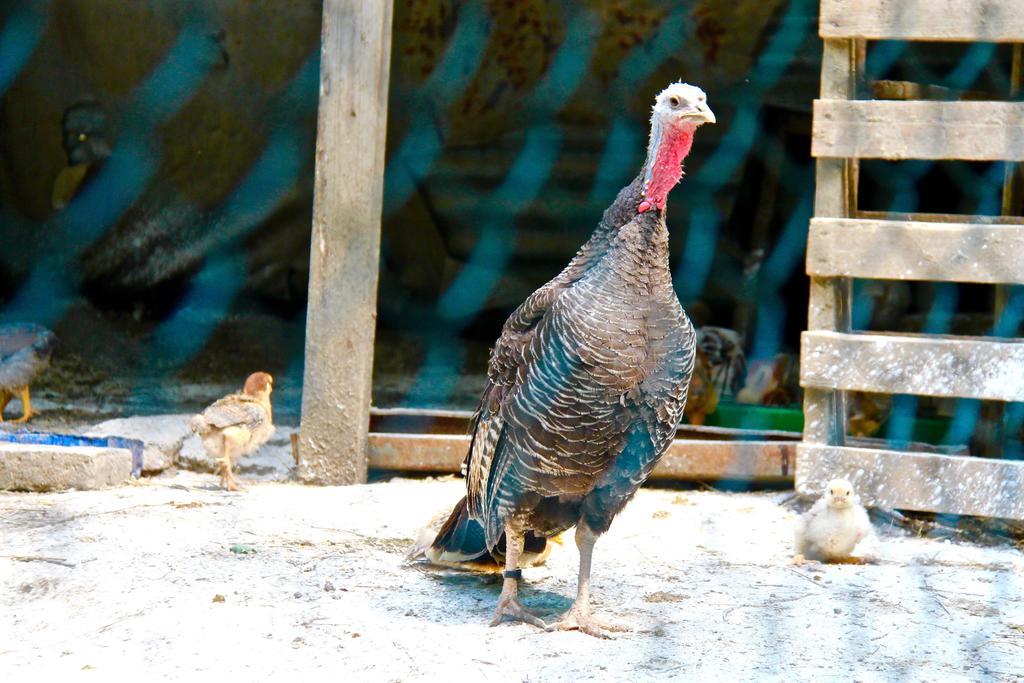 Agriturismo Biologico Villa Rosa Monte Guiduccio エクステリア 写真