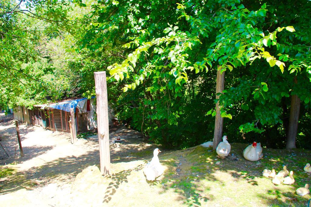 Agriturismo Biologico Villa Rosa Monte Guiduccio エクステリア 写真