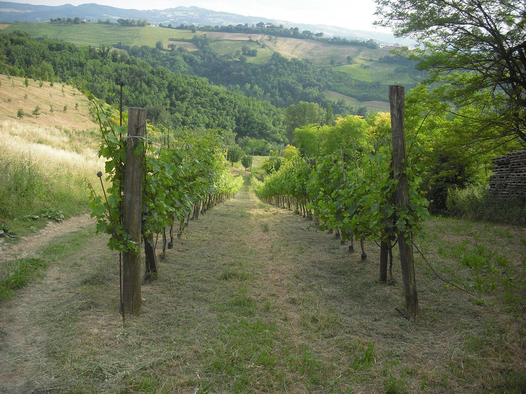 Agriturismo Biologico Villa Rosa Monte Guiduccio エクステリア 写真